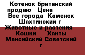Котенок британский продаю › Цена ­ 3 000 - Все города, Каменск-Шахтинский г. Животные и растения » Кошки   . Ханты-Мансийский,Советский г.